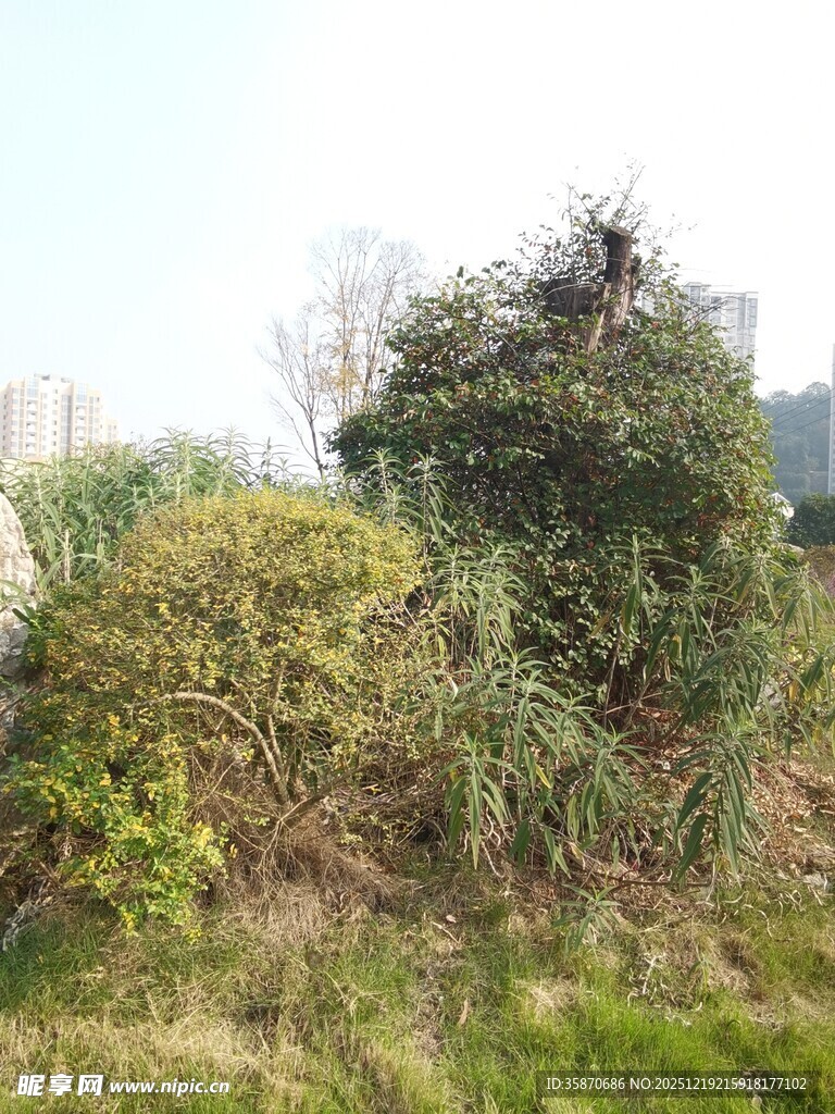 野外繁茂绿植景观
