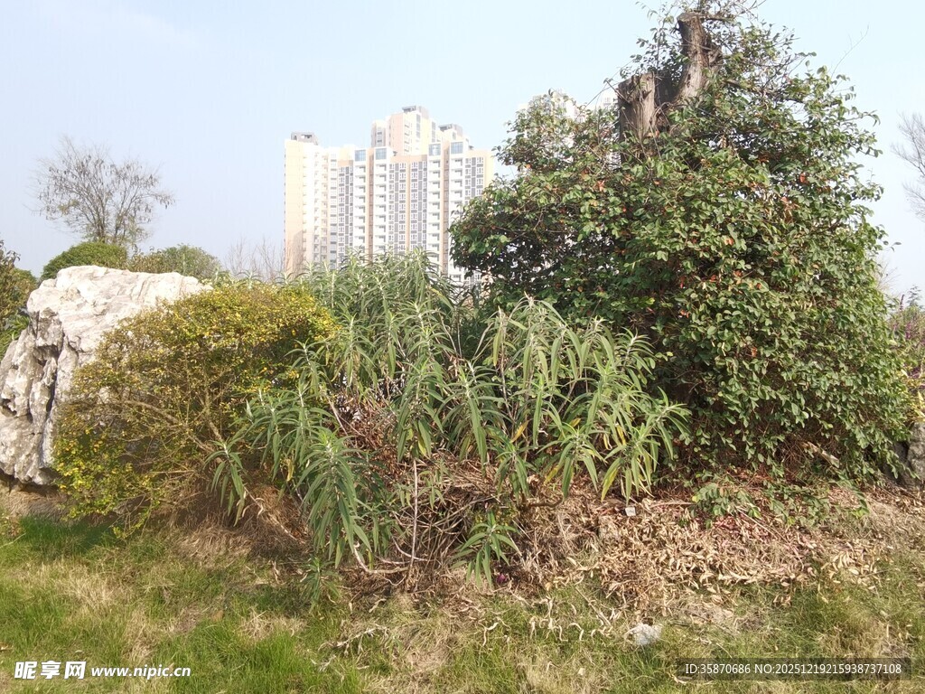 城市边的绿植与建筑景观