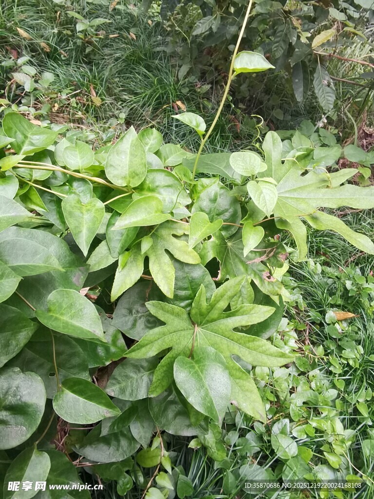 绿叶繁茂的植物景观