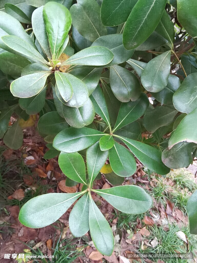 绿叶繁茂的海桐植物