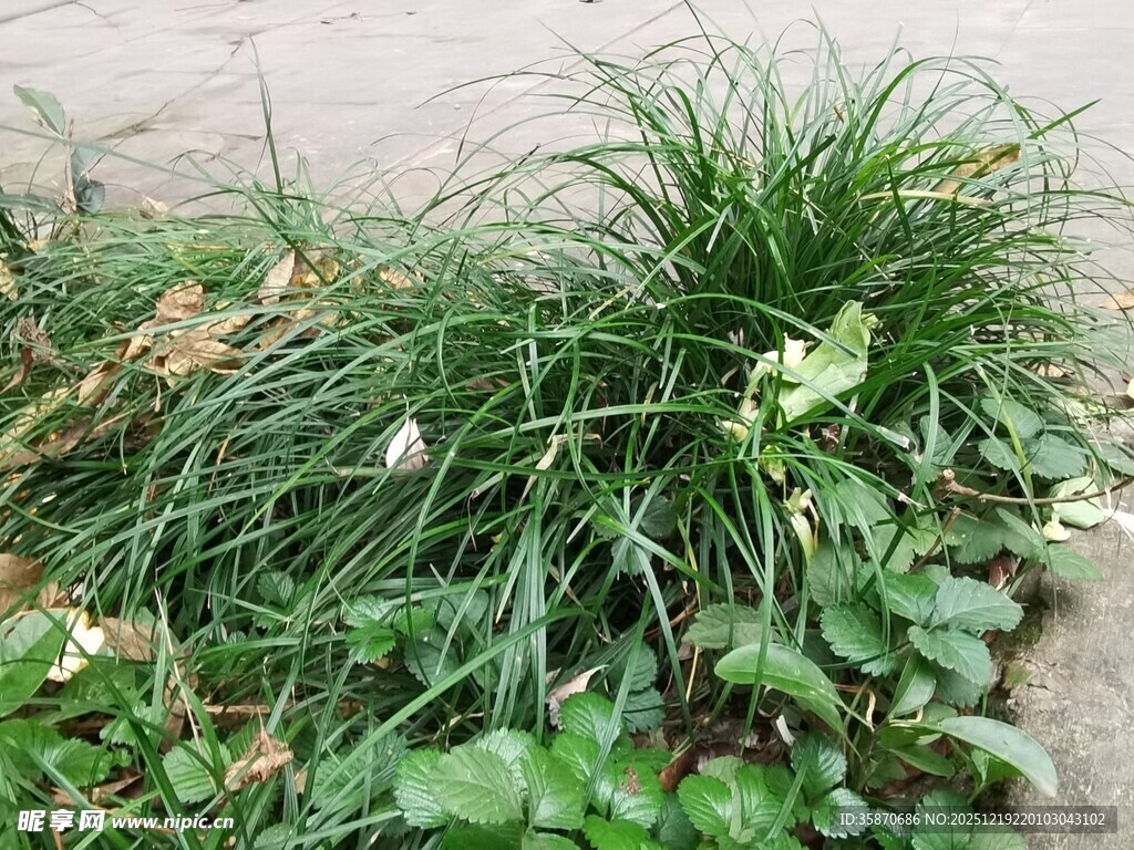 墙边丛生的多样绿色植物