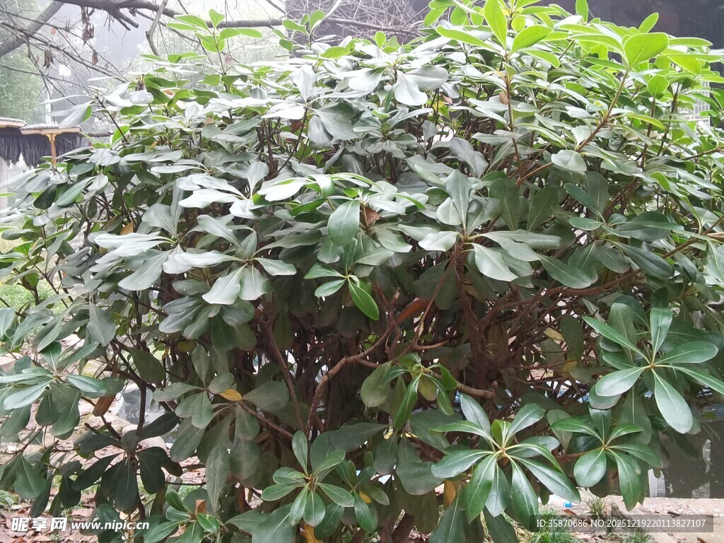茂盛绿植灌木景观