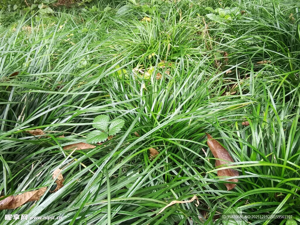 翠绿草丛中的枯叶