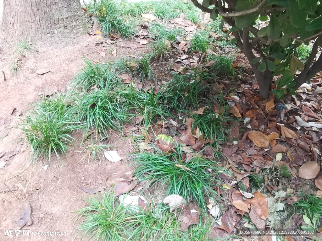 树下嫩绿小草与散落枯叶