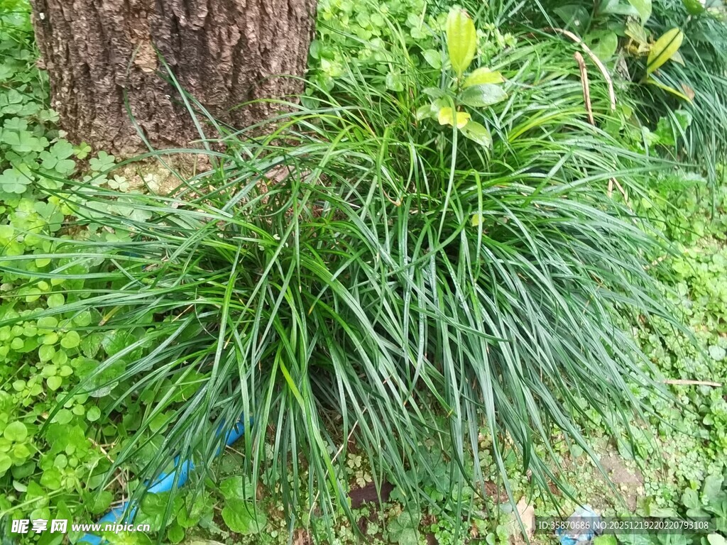 葱郁草丛中的翠绿植物