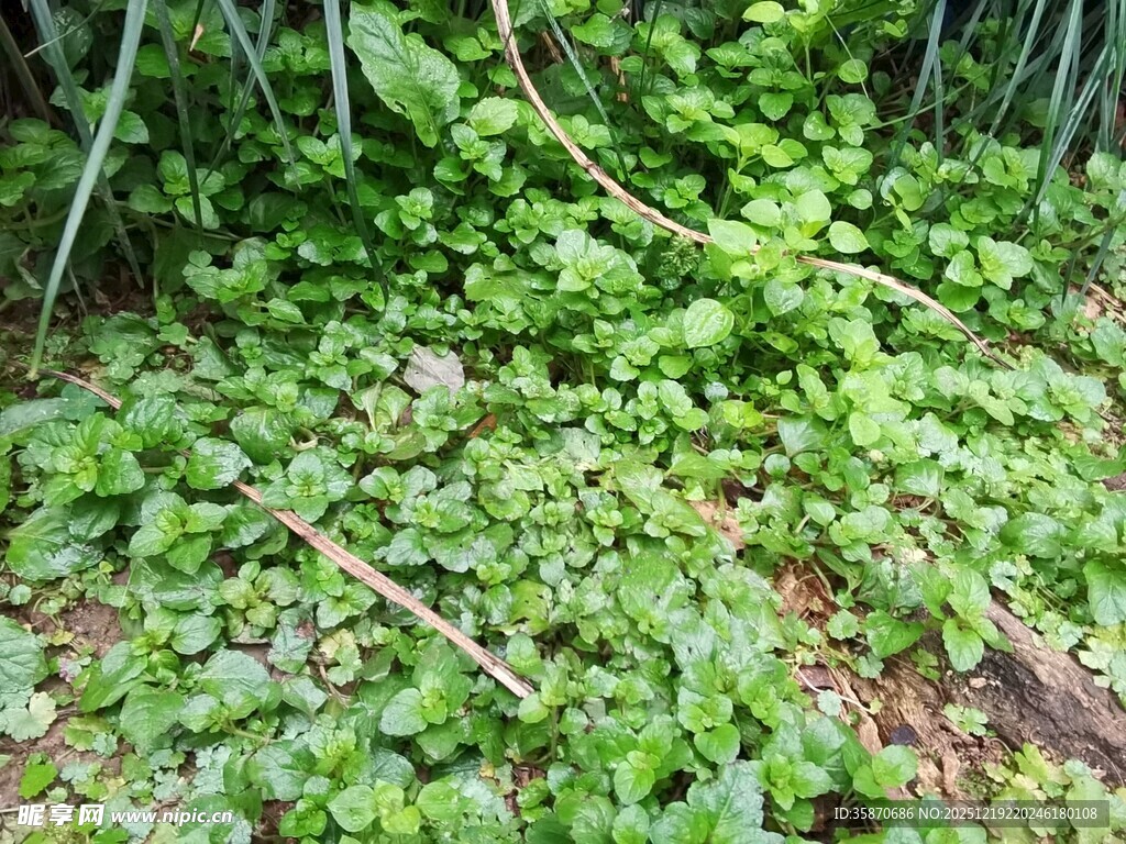 地面繁茂绿植景观