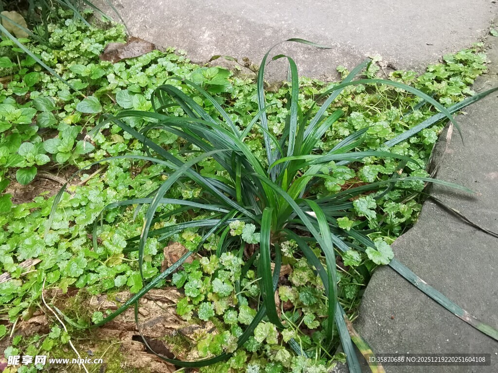 路边葱郁绿植生机盎然