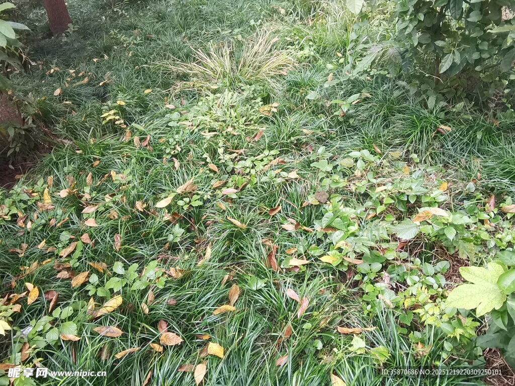 林间落叶覆盖的草地景象