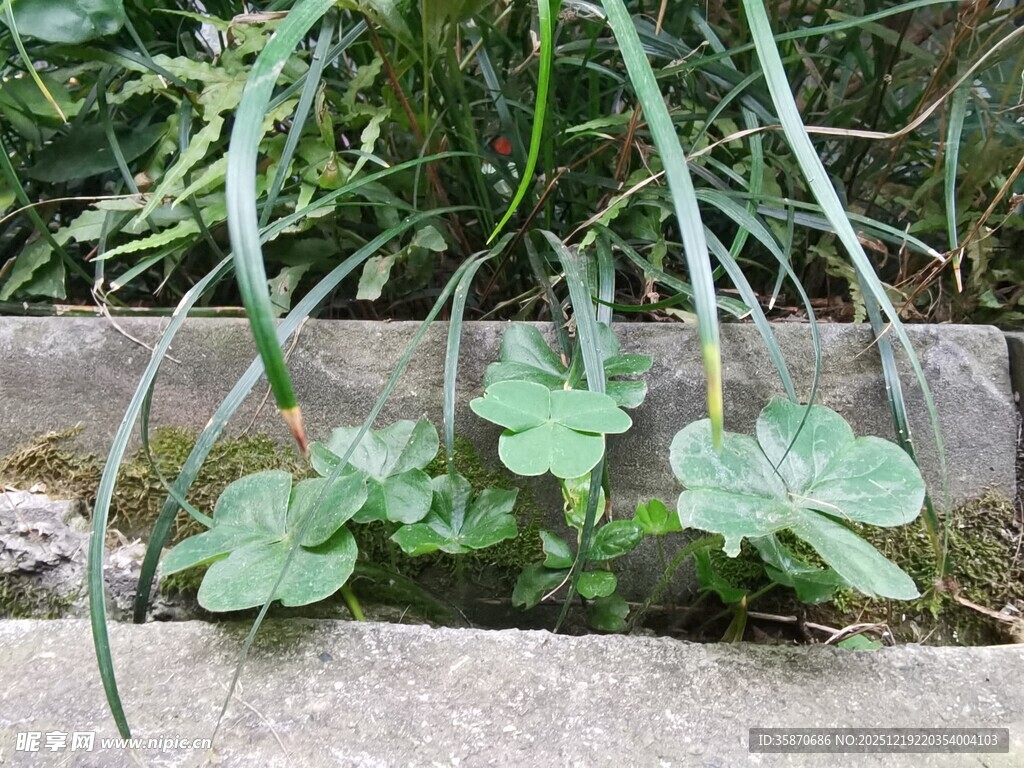 墙角生长的翠绿三叶草