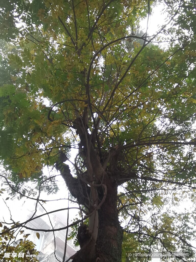 古老银杏树展现繁茂树冠