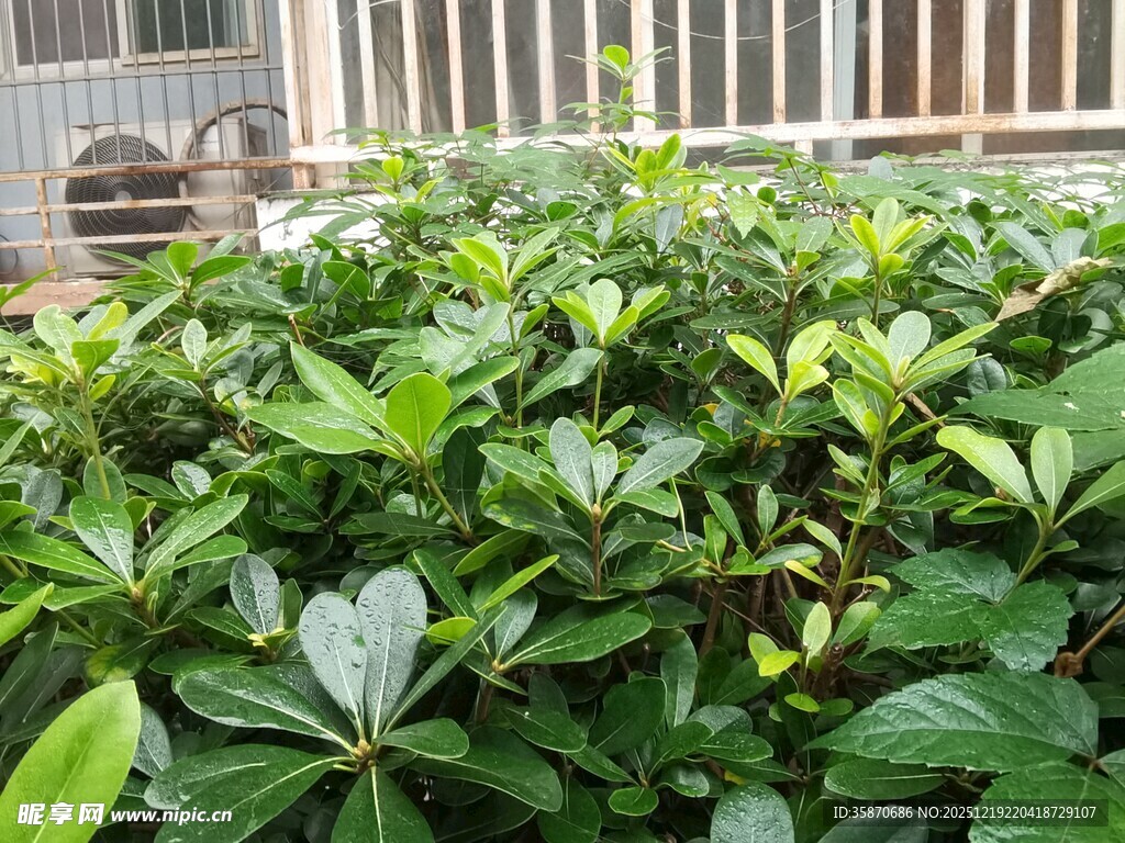 茂盛绿植叶片翠绿繁茂