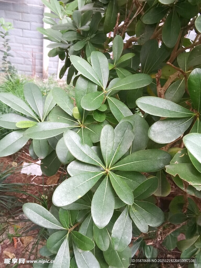 绿叶繁茂的海桐植物