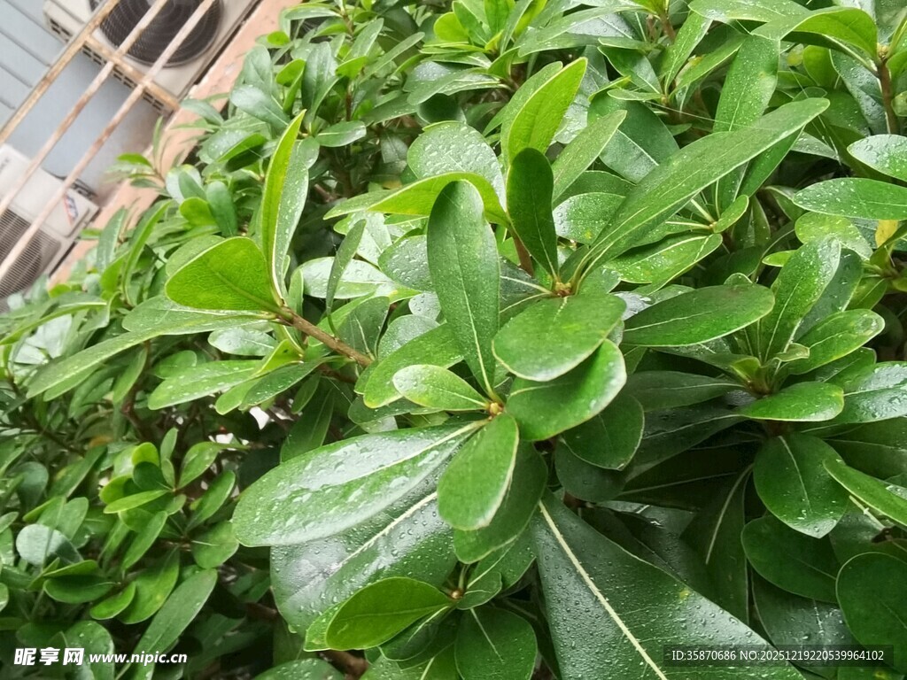 翠绿茂盛的绿植景观