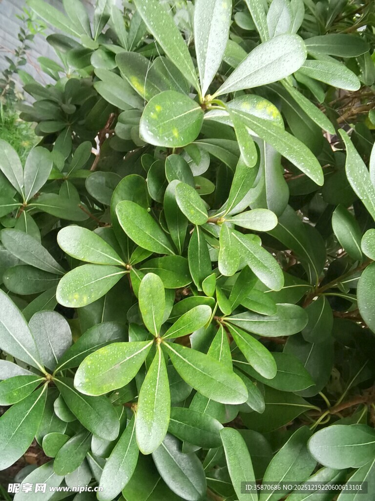 翠绿海桐叶特写