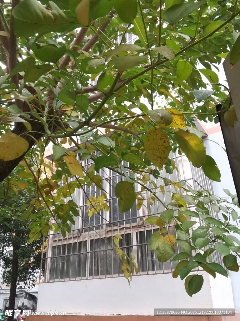 透过枝叶看建筑