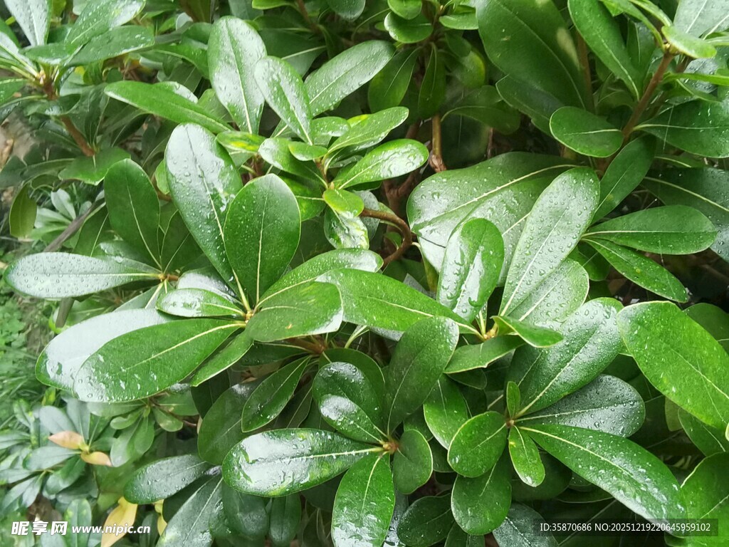 翠绿繁茂的观叶植物