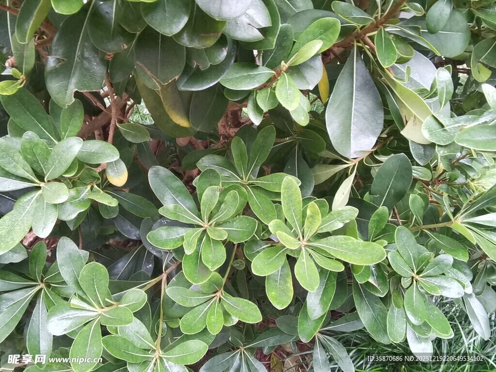 翠绿繁茂的鹅掌柴植株