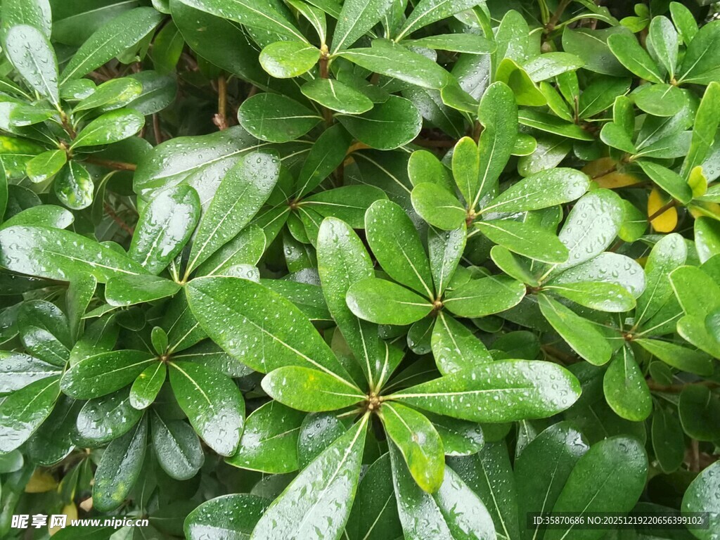 翠绿繁茂的鹅掌柴叶片
