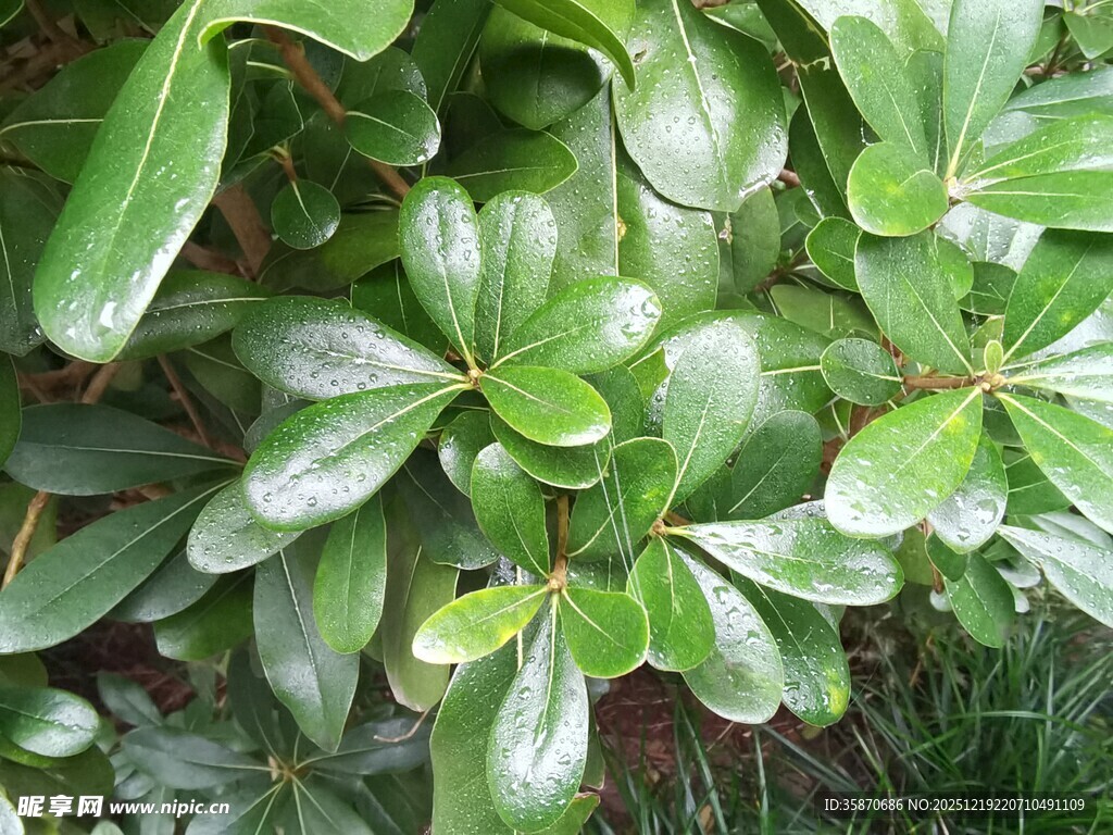 翠绿光泽的叶片植物