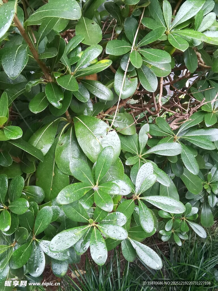 翠绿繁茂的低矮植物