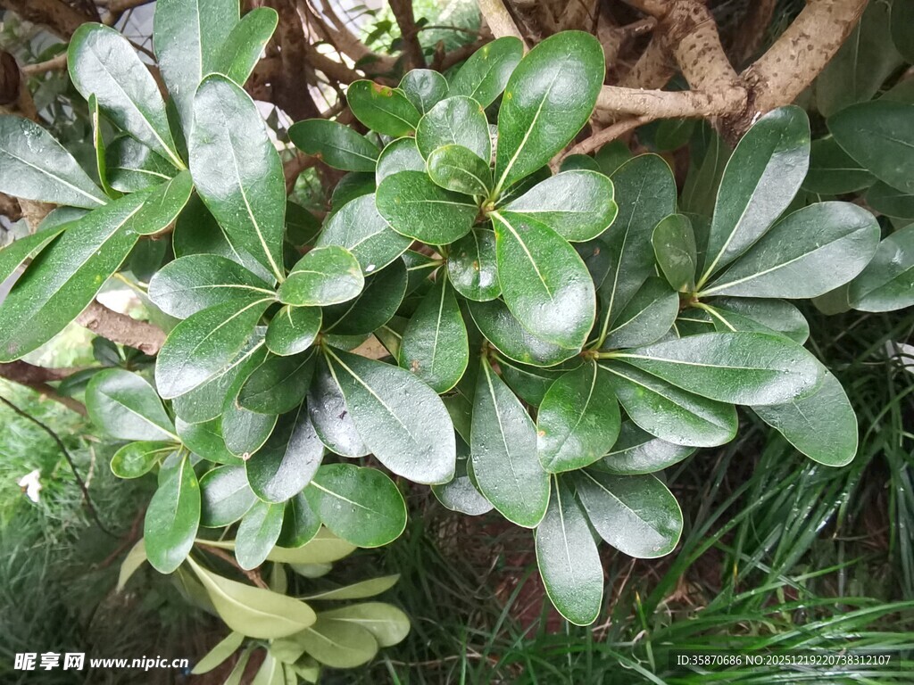 翠绿海桐枝叶特写