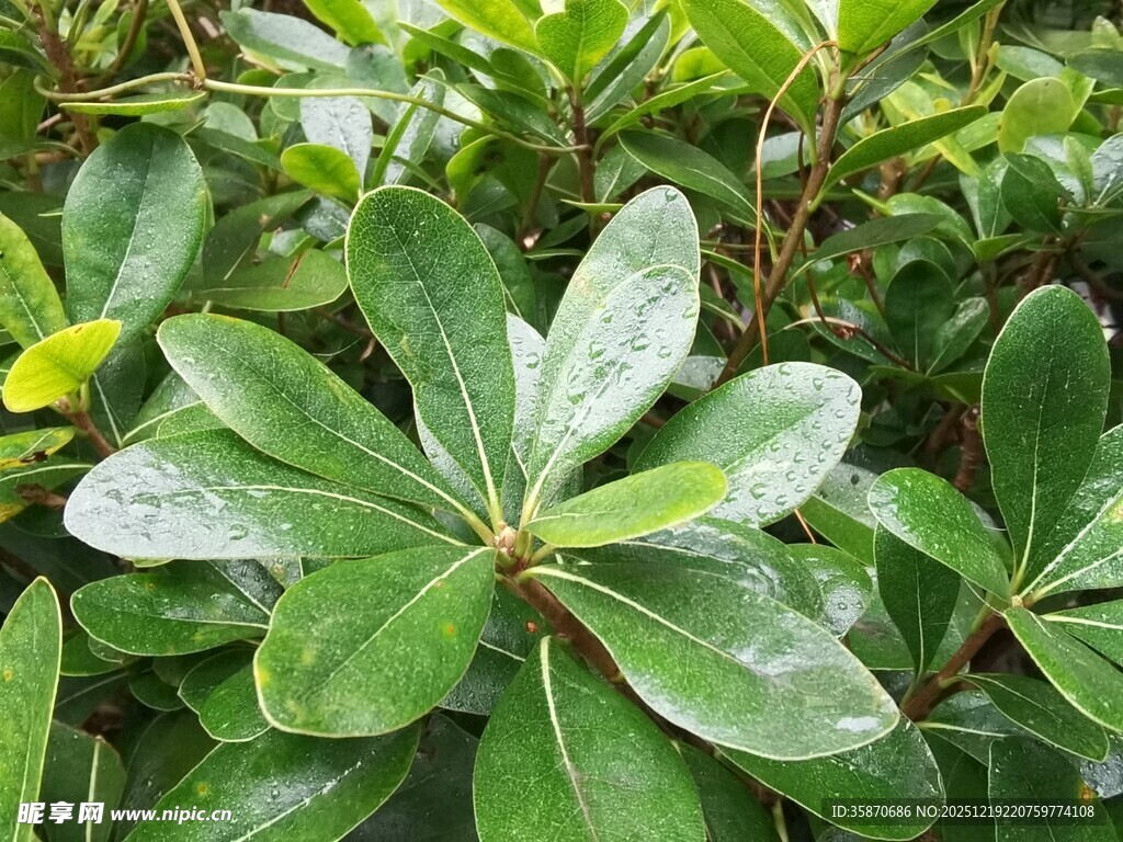 绿叶繁茂的海桐植物