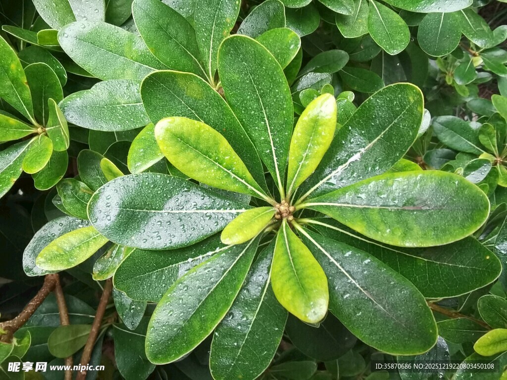翠绿海桐叶特写