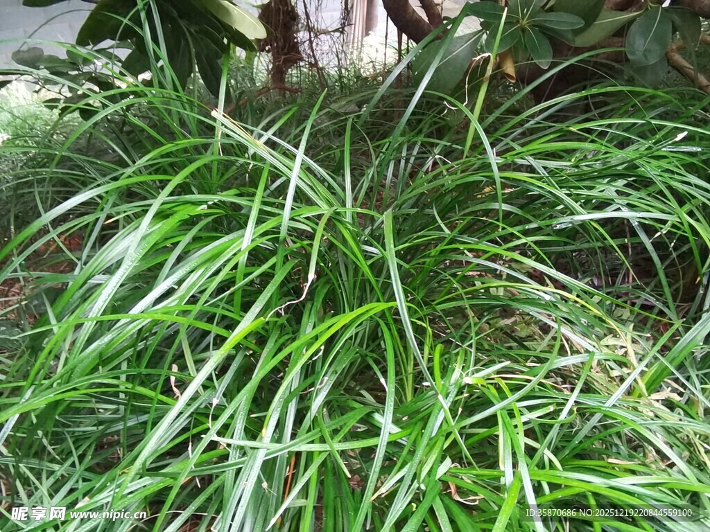 翠绿丛生的细长叶片植物