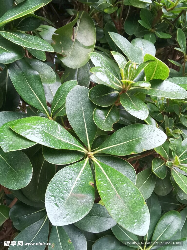 翠绿海桐叶特写
