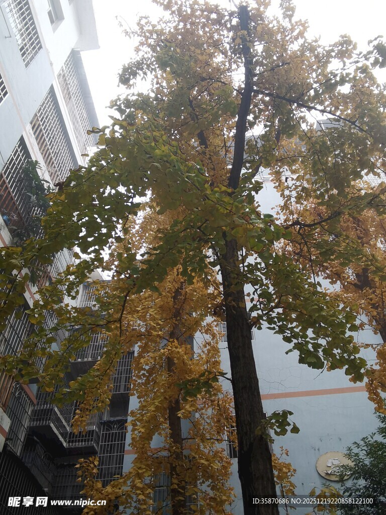 秋日街道旁的金黄树木