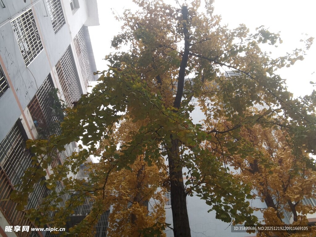 秋日楼旁的金黄树木