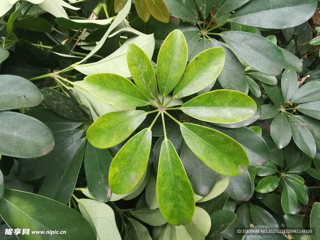 翠绿鹅掌柴叶片特写