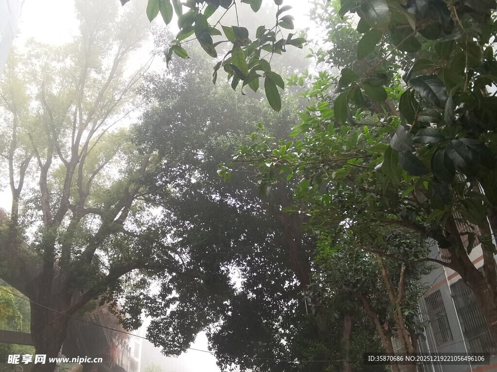 阳光洒落林间绿意景象