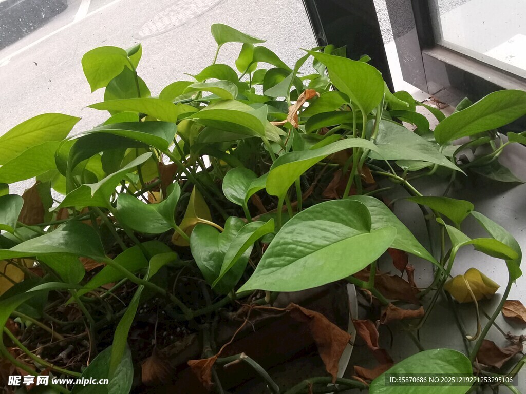 翠绿茂盛的盆栽植物