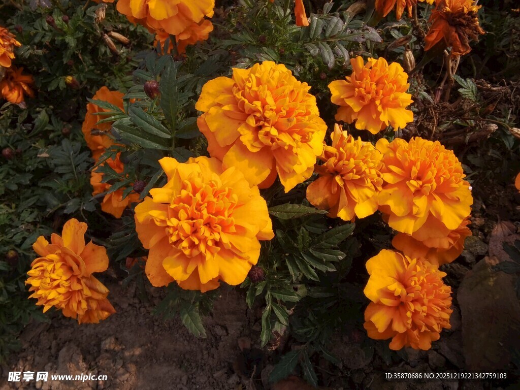 鲜艳万寿菊绽放