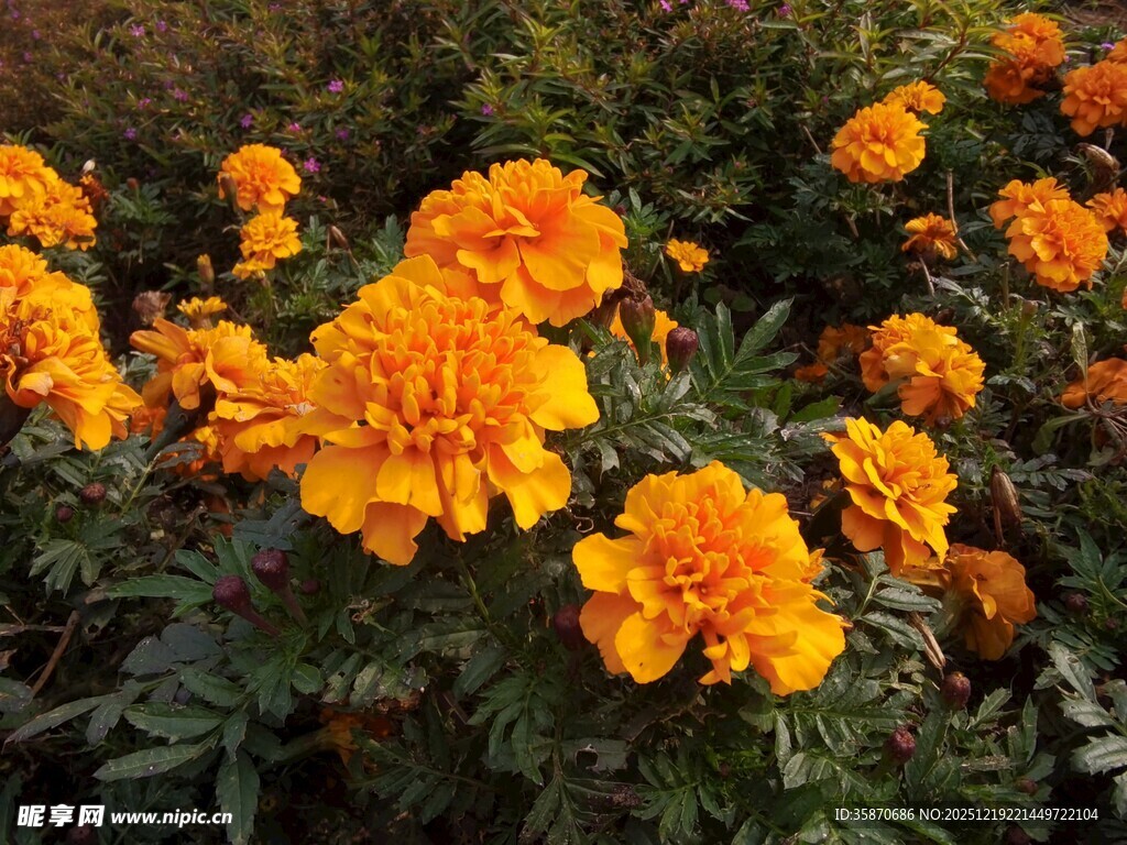 鲜艳万寿菊绽放