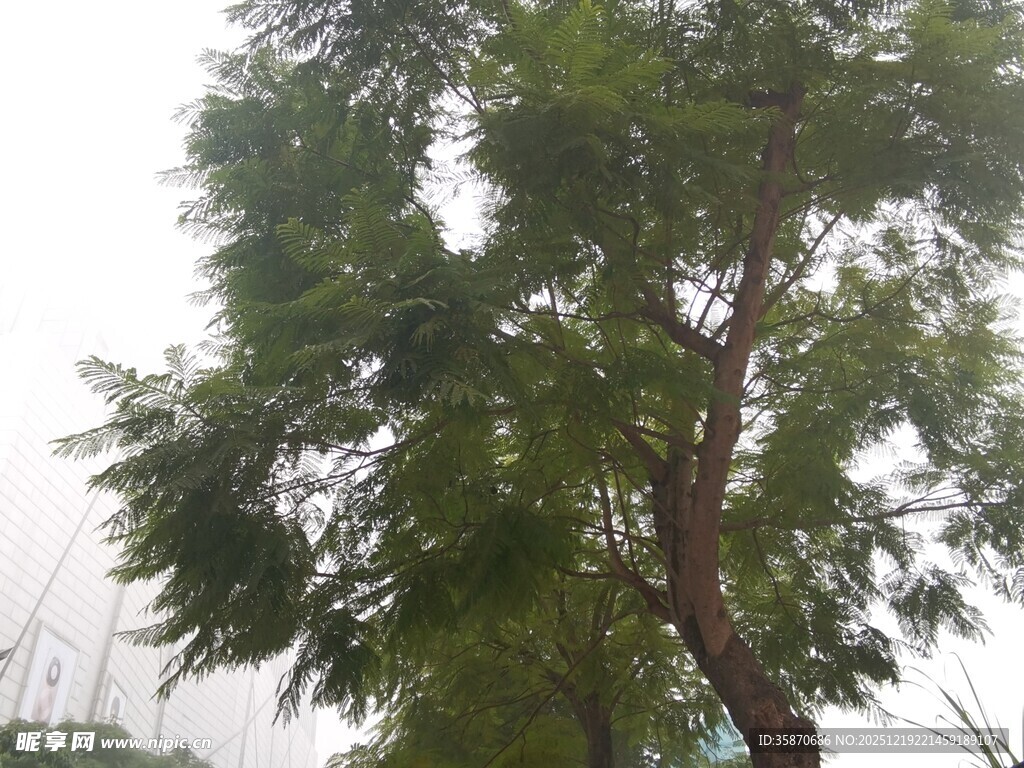 高大葱郁的树木