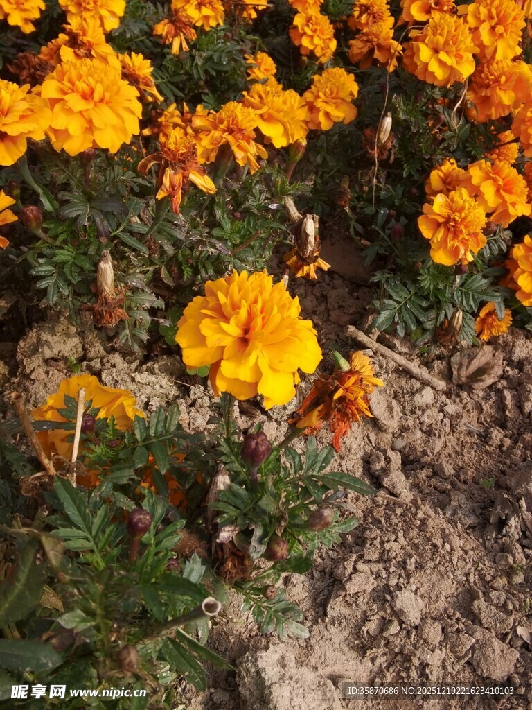 盛开的橙色万寿菊