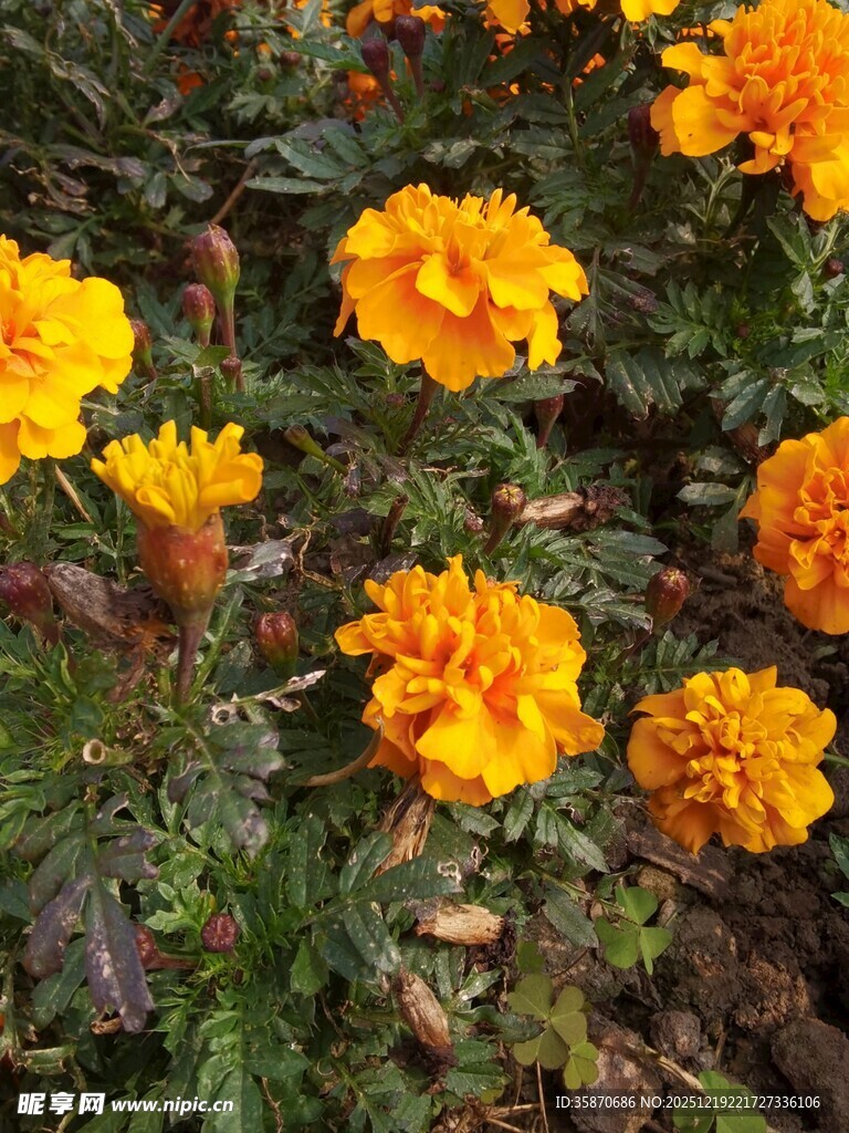 绽放的橙色万寿菊