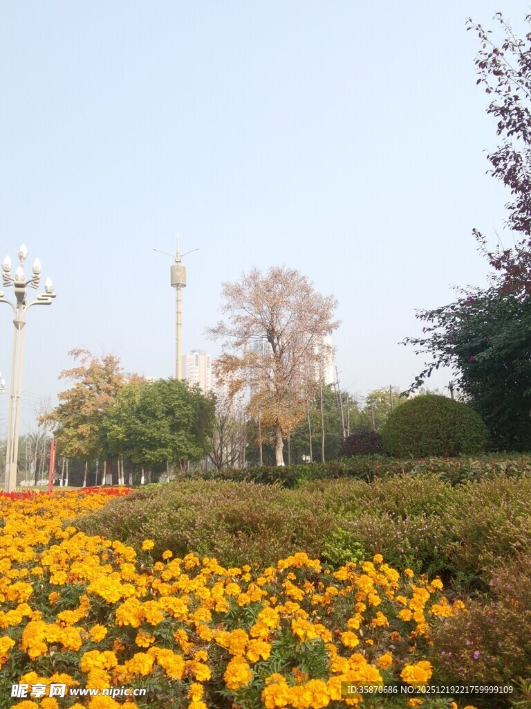 金黄花海装点城市景观