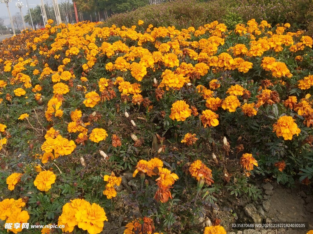 金黄万寿菊绽放的美丽花田