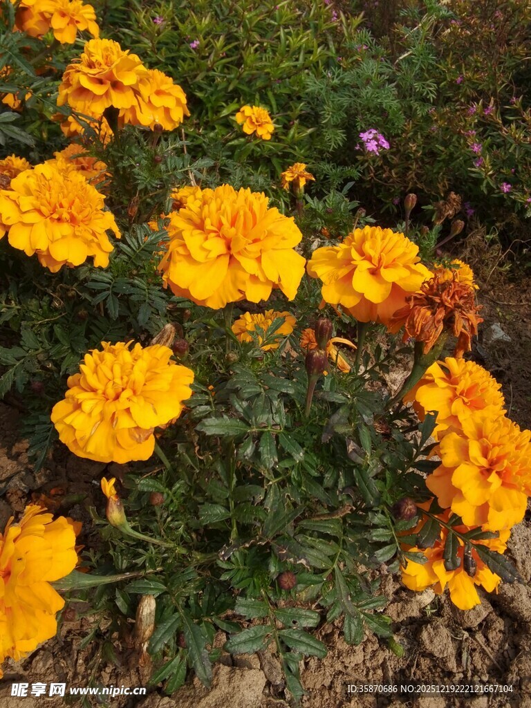 绽放的艳丽黄色万寿菊