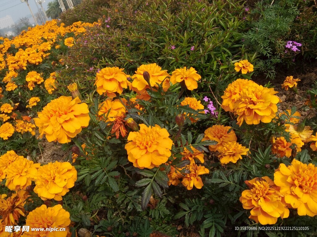 灿烂橘色万寿菊绽放美景