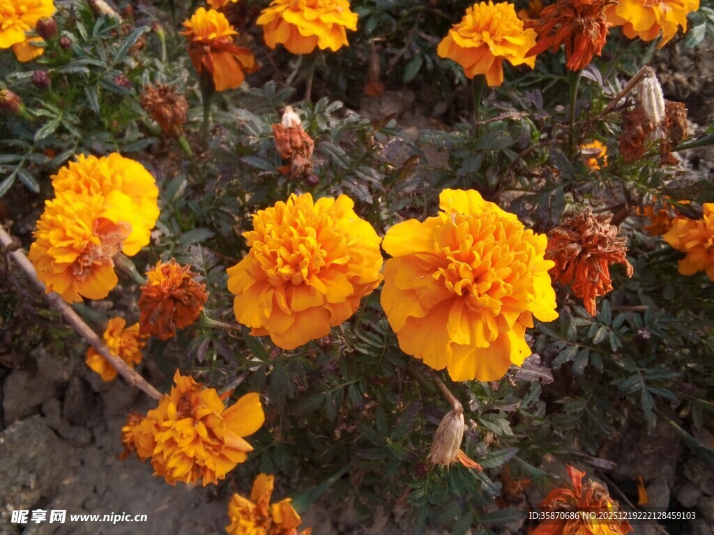 鲜艳万寿菊绽放