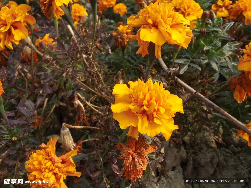 绽放的艳丽橙色万寿菊