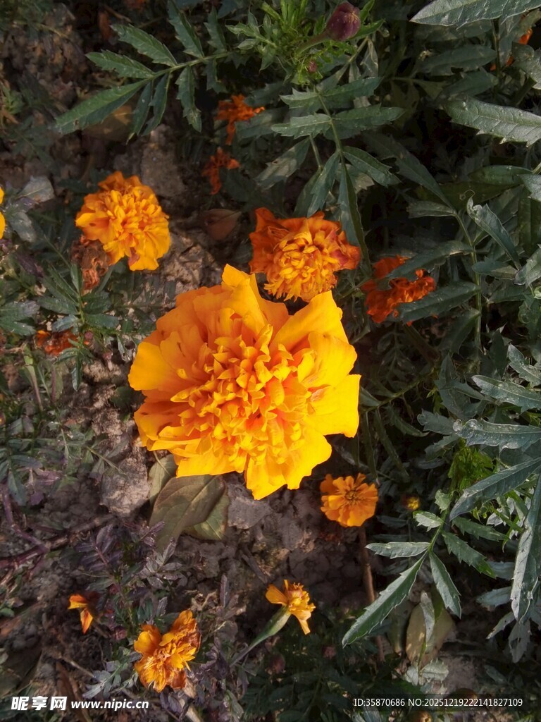 绽放的艳丽橙色万寿菊