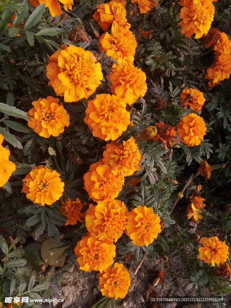 橙色万寿菊绽放