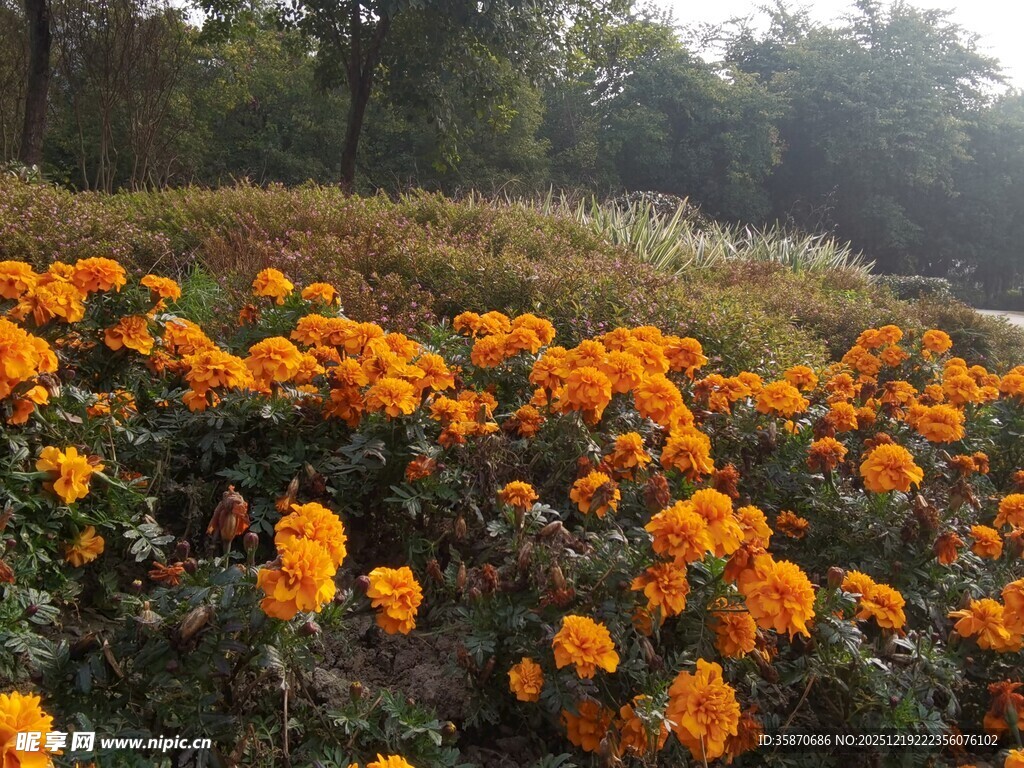 秋日盛放的绚烂橙色花海