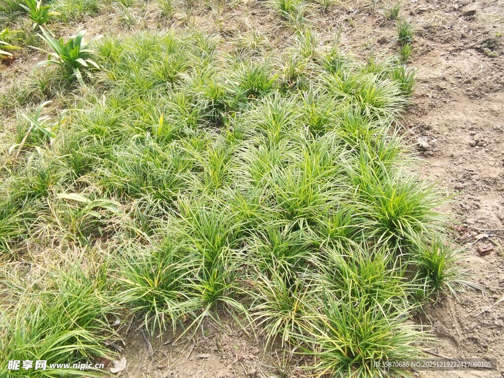 嫩绿小草生长于土地间