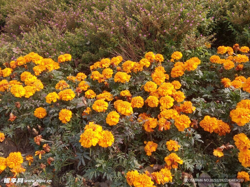 灿烂橘色万寿菊绽放美景